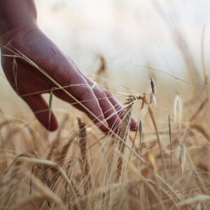 hand, wheat, rural, cereals, harvest, agriculture, barley, nature, hand, hand, hand, wheat, wheat, wheat, wheat, wheat, harvest, agriculture, agriculture, agriculture, agriculture, barley