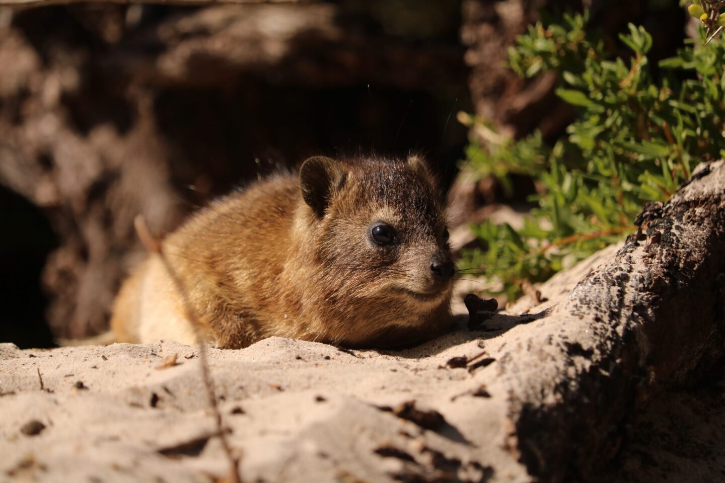 Quokka – niezwykły torbacz z Australii, który stał się symbolem uśmiechu, natury i odpowiedzialnej turystyki